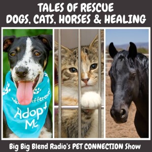 Tales of Rescue: Dogs, Cats, Horses and Healing