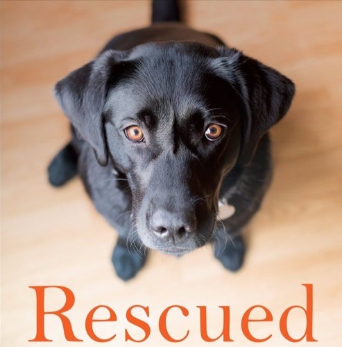 The Pet Connection