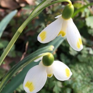 Schneeglöckchen: Die ersten Boten des Frühlings