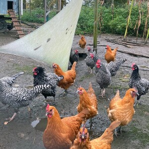 Hühner im eigenen Garten halten