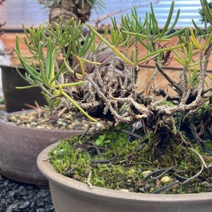 Bonsai: Bäume im Miniformat