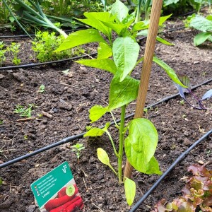 Ab in die Beete: Spitzpaprika, Chili und Tomaten