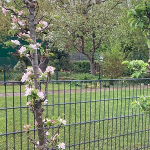 Gartentipps aus dem Lehrgarten: Säulenobst für kleine Beete