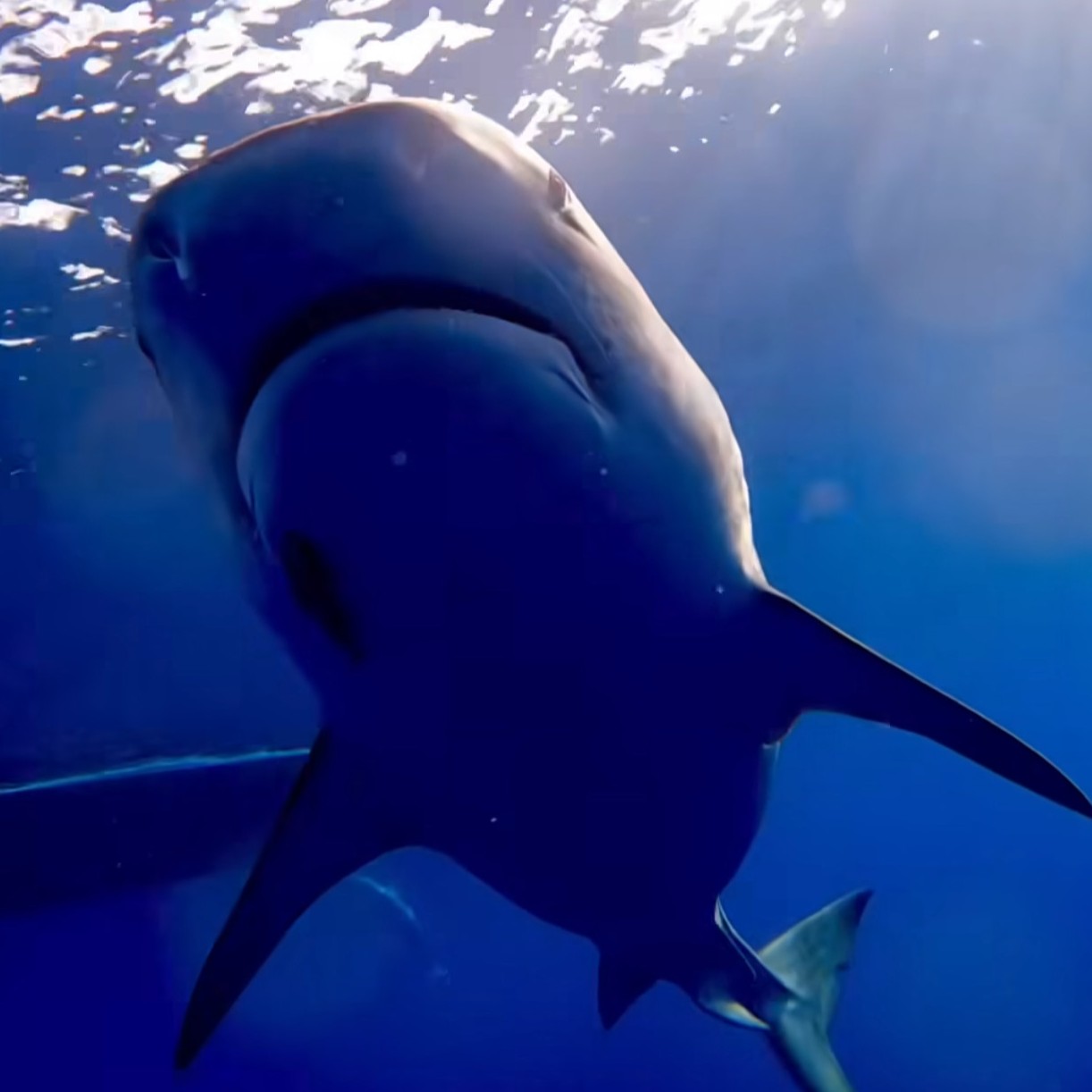 Save Sea Life