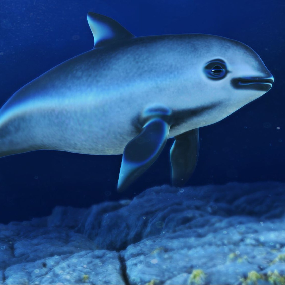 Save Sea Life