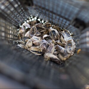 Oyster Farming and Being a Leader in Maritime Communities