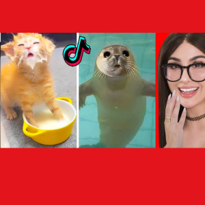 Cute Animals on TikTok That Will Make You Laugh