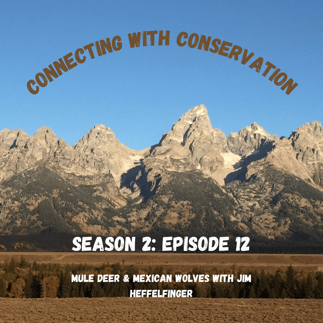 Season 2   Episode 12   Mule Deer & Mexican Wolves with Jim Heffelfinger