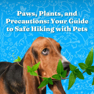 Paws, Plants, and Precautions: Your Guide to Safe Hiking with Pets