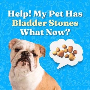 Help! My Pet Has Bladder Stones: What Now?