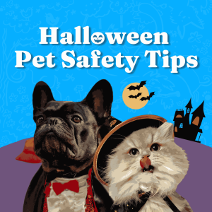 Halloween Pet Safety Tips