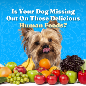 Is Your Dog Missing Out On These Delicious Human Foods?