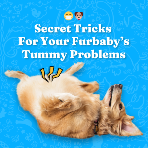 Secret Tricks For Your Furbaby's Tummy Problems