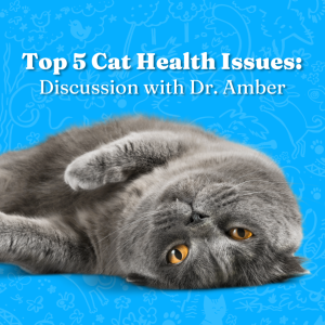 Top 5 Cat Health Issues: Discussion with Dr Amber