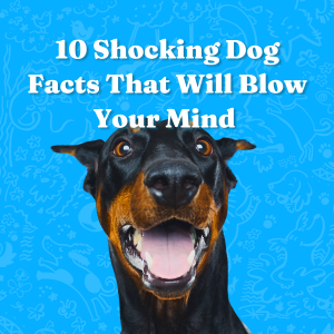 10 Shocking Dog Facts That Will Blow Your Mind