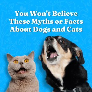 You Won't Believe These Myths or Facts About Dogs and Cats