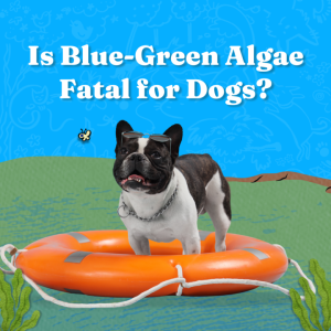 Is Blue-Green Algae Fatal for Dogs?