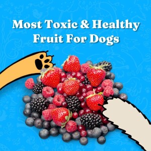 Most Toxic and Healthy Fruit For Dogs