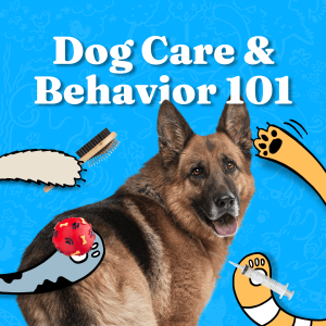 Vet Tips: The Importance of Dog Care and Behavior 101