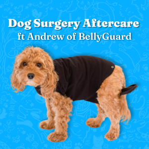 Easing the Pain: Genius Alternative for Dog Surgery Aftercare ft Andrew of BellyGuard