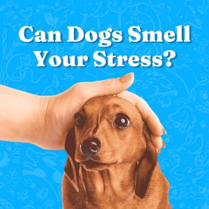 Can Dogs Smell Your Stress?