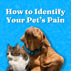 How to Identify Your Pet’s Pain