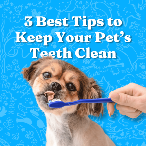 3 Best Tips to Keep Your Pet’s Teeth Clean