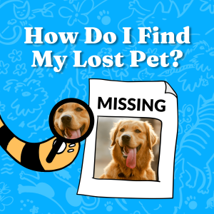 How Do I Find My Lost Pet