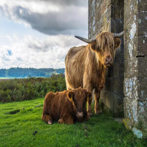mini Highland cows for sale