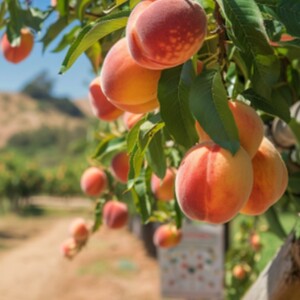 Best Places to Buy Top-Rated Fresh Local Peaches Near Me in Los Angeles