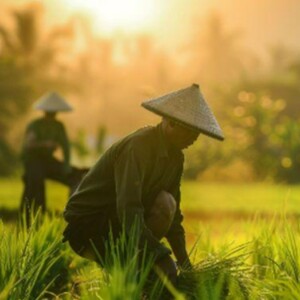 Key Practices in Regenerative Farming That Helps Enhance Soil Health Biodiversity and Support Sustainable Agriculture