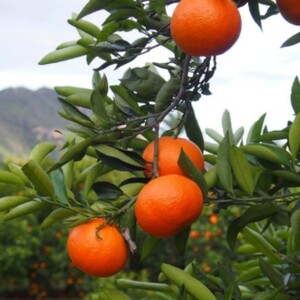 A Complete Guide to Orchard Fruits: Different Tree Varieties and Harvesting Tips