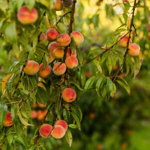 Planting Peach Trees | How Far Apart to Plant When to Prune