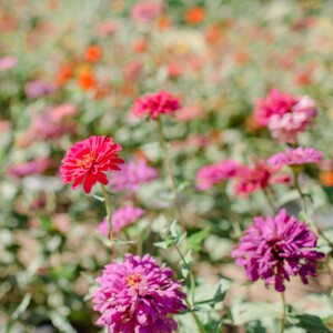 Are Zinnias Perennial Flowers?