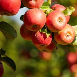 Growing Apple Trees - How To Plant an Apple Tree from Seed