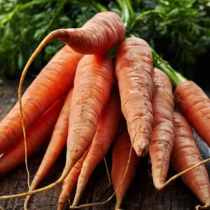 All About the Carrot Root Vegetable | Definition & Nutrition – Learn what makes carrots a powerhouse vegetable with their definition, pictures, and top nutritional benefits.