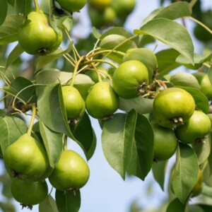 What Is Fruiting? | Definition, Meaning & Examples of Fruit Crops – Learn what fruiting means, its definition, and see examples of fruit crops that produce delicious harvests.