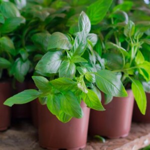 How to Grow an Herb Basil Plant | Step-by-Step Guide & Images – Learn how to plant, care for, and harvest basil with easy steps and images for a thriving herb garden.