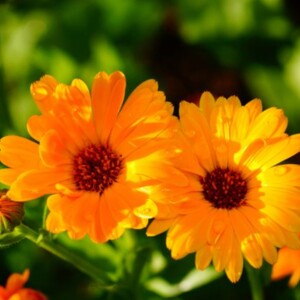 What Is Calendula Officinalis? | How to Plant & Grow This Flower – Learn about Calendula Officinalis and get expert tips on planting and growing this beautiful and medicinal flower.