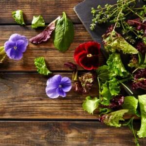 What Flowers Are Edible for Humans? | List & Pictures of Edible Plants – Discover a list of edible flowers you can eat, complete with pictures, uses, and health benefits.