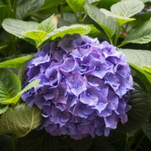 Hydrangea Flower Plant | Definition, Meaning & Symbolism – Learn about the hydrangea flower plant, its definition, meaning, pronunciation, and what hydrangeas symbolize in nature and culture.