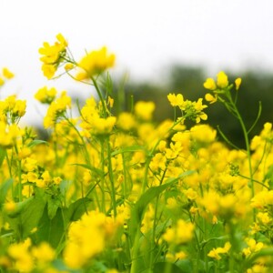 All About Mustard Plants | Family, Scientific Names & Photos – Discover the mustard plant family, its scientific names, growth sizes, and stunning images of these versatile plants.