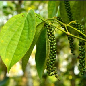 Growing Black Peppercorn at Home: How to Successfully Plant and Grow Black Pepper Plants from Seeds and Cuttings with Tips from Bloom Ranch of Acton
