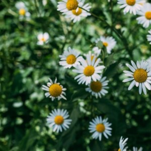 How to Plant, Grow, and Harvest Chamomile from Seed: Your Complete Growing Chamomile Guide from Bloom Ranch of Acton for Fresh, Flavorful Greens and Roots