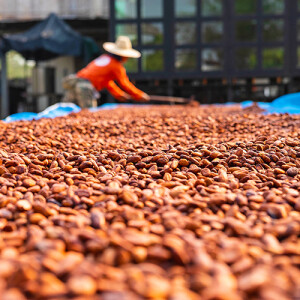 Cocoa market volatility continues