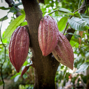 The mysterious world of cocoa