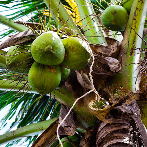 Coconuts with Christian Moeller of Lionheart Farms