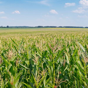 Let's unpack the June USDA Acreage & Grain Stocks reports