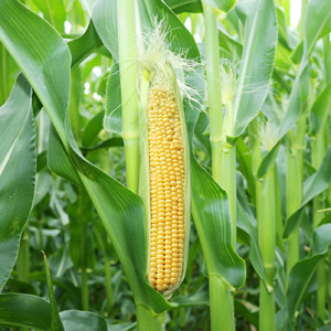 Corn 2020: What had happened was…