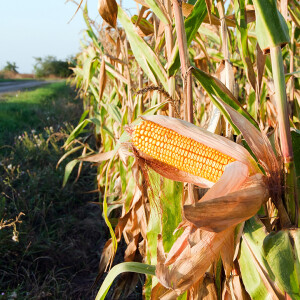Corn & sugar planting progress with IQ Award-Winner Craig Ruffolo